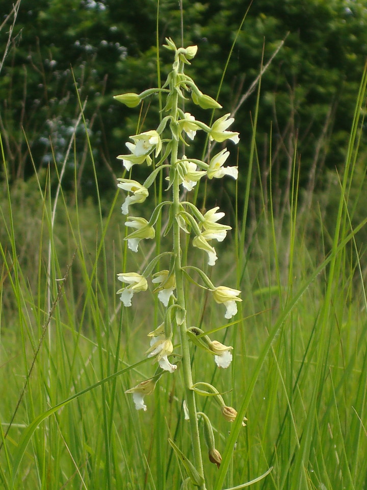 Epipactis palustris albina (quasi...)